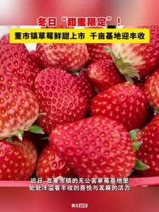 冬日“甜蜜限定”！枝江董市镇草莓鲜甜上市，千亩基地迎丰收！ 