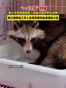 近日，枝江热心市民成功救助国家二级重点保护野生动物——貉，在森野站工作人员帮助下将其放归自然