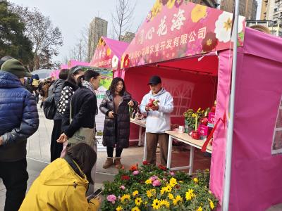 湖北同心花海亮相2026宜昌报春花展