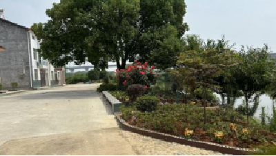 挥毫泼墨绘新景 美丽乡村入画来