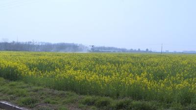 枝江农技人员下沉一线 为油菜春管“飞防”支招