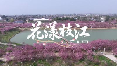 花漾枝江 樱你而来