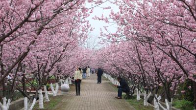 枝江问安镇同心花海樱花园正式开园 千亩樱林邀客共赴春日之约