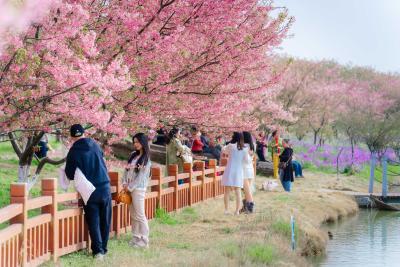 同心花海以十年沉淀斩获主流社交媒体99.6%好评率