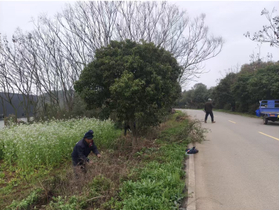顾家店镇青龙山村：扮靓美丽乡村 喜迎花茶盛会