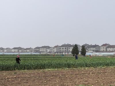 三王庙村：春日田间“打蒜”忙