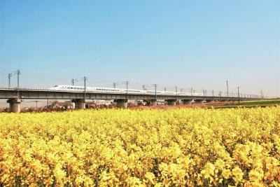 汉宜铁路枝江段油菜花竞相盛放