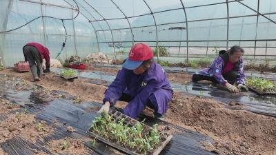 抢抓农时移栽忙 大棚变身“聚宝盆”