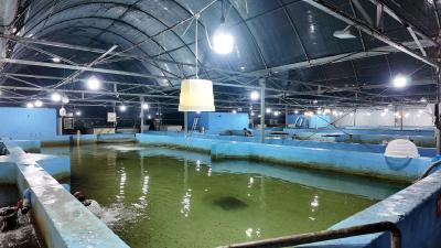 千万尾鲈鱼苗整装待发 枝江智能育苗迎销售高峰