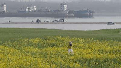 长江岸线铺金毯 顾家店油菜花海引客来