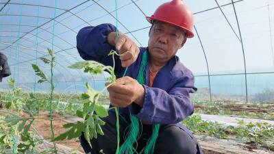 抢抓农时精管大棚 白家岗村吊蔓西瓜春管忙