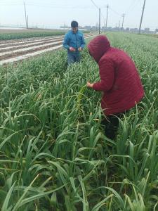 七星台镇抢抓农时 早甜玉米开播蒜薹丰收