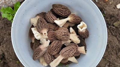 羊肚菌抢“鲜”上市 沿江蔬菜“特”色新