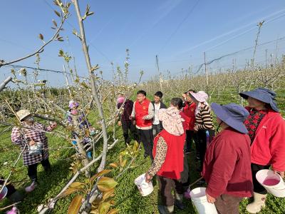 砂梨专家下农田 助农增收“丰”景好