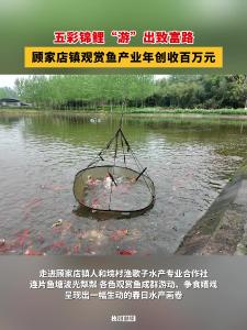 五彩锦鲤“游”出致富路！枝江顾家店镇观赏鱼产业年创收百万元