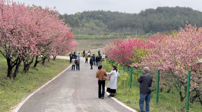 安福寺镇：桃林引客来 赏花经济焕新彩