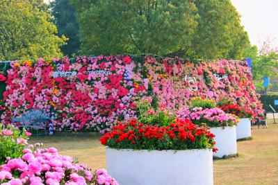 同心花海13座主题花园盛装迎客 清明假期开启春日治愈之旅