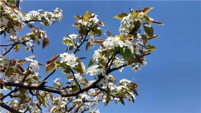 春日梨花雪 醉美百里洲