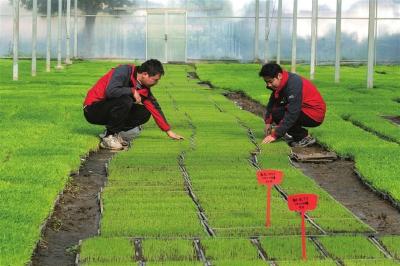 工厂化育秧 育出好“丰”景