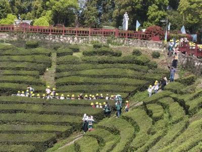 顾家店镇：春日研学走进青龙山 茶香润童心
