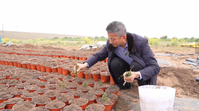 枝江这株“消失”的植物又回来了！