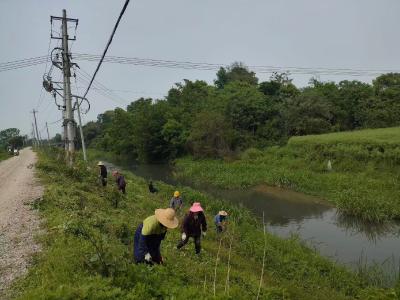 顾家店镇：清砍杂草护环境，筑牢汛期安全线
