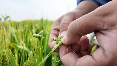 无人机飞防护航小麦灌浆 科技助力夏粮丰产增收