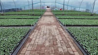 育秧大棚订单旺 奏响春耕“前奏曲”