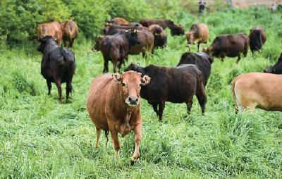【农民日报】土黄牛缘何身价暴涨？——看夷陵牛产业的“三变”魔法