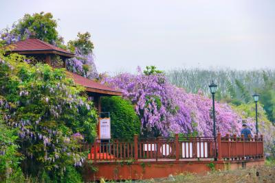 董市镇：紫藤花开引客来 春日紫韵醉古镇