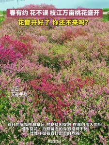 春有约，花不误。枝江万亩桃花盛开，花都开好了，你还不来吗？