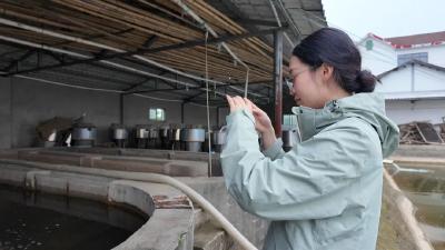 首张已发！枝江鱼宝宝“领证”了