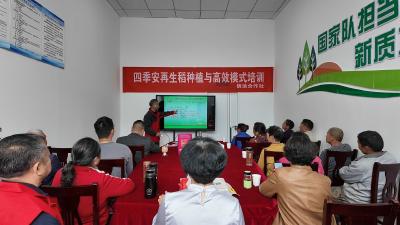 科技赋能“一种两收” 枝江举办优质再生香稻栽培技术现场观摩会