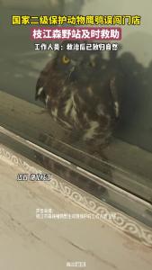 国家二级保护动物鹰鸮误闯门店，枝江森野站及时救助。工作人员：救治后已放归自然。