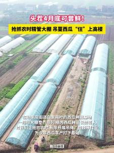 ​头茬4月底可尝鲜！枝江白家岗村：抢抓农时精管大棚 吊蔓西瓜“住”上高楼 