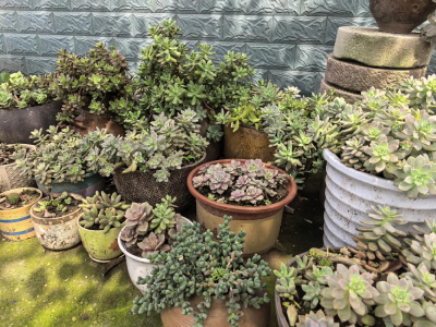 百里洲镇开展第九期 “巾帼有约 今日到我家” 美丽庭院探寻活动