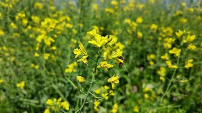 仙女镇九龙村：油菜花开春意浓