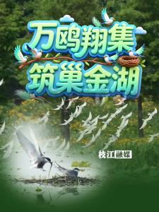 万鸥翔集 筑巢金湖