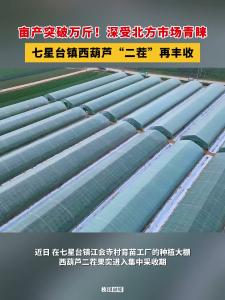 亩产突破万斤！深受北方市场青睐！枝江七星台镇西葫芦“二茬”再丰收