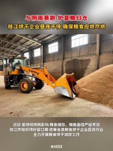 与阴雨赛跑，护夏粮归仓！枝江烘干企业昼夜不停，确保粮食应烘尽烘