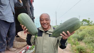亩破万斤！七星台镇西葫芦迎来二茬大丰收