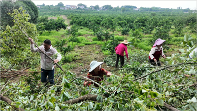 枝江各地干群协同发力 推进恢复生产生活