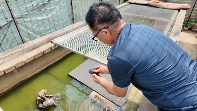 问安镇：一池灵龟兴产业 方寸庭院助振兴