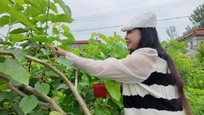 马家店街道：果香满田园 丰收迎客来