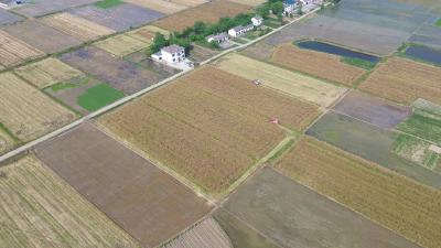 抢抓农时全力抢收 枝江油菜夏收进入收尾阶段