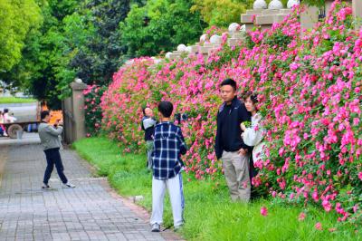 枝江这片月季花墙点亮初夏浪漫