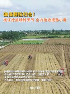 ​确保颗粒归仓！枝江抢抓晴好天气，全力抢收成熟小麦！
