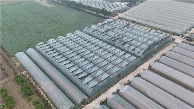 百里洲吊蔓西瓜下周上市 大桥通车助生态农业提速
