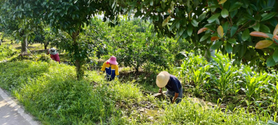 精细化管护枝姚路 清沟除杂扮靓乡村沿线