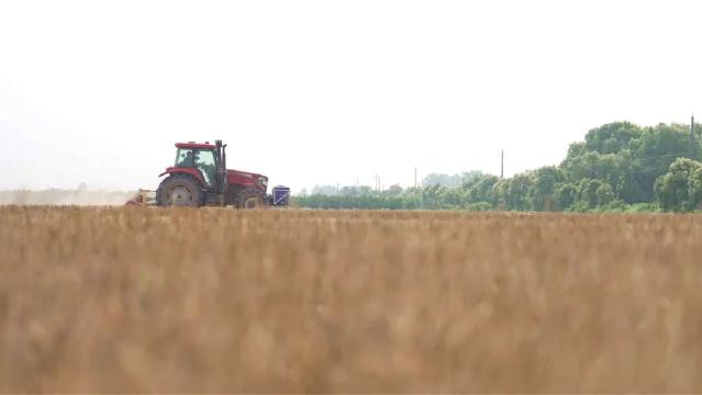 天晴开抢！枝江夏种超80%